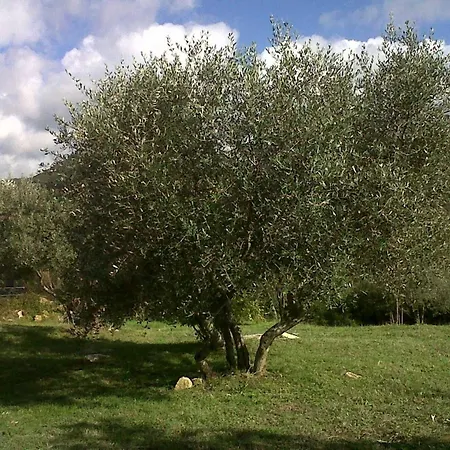 Grecale In