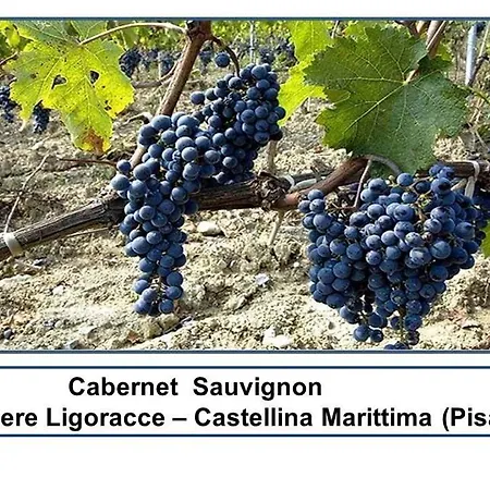 Grecale In * Castellina Marittima